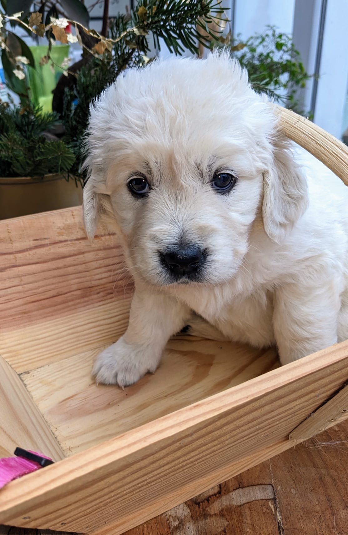 Golden-Retriever-Bremen