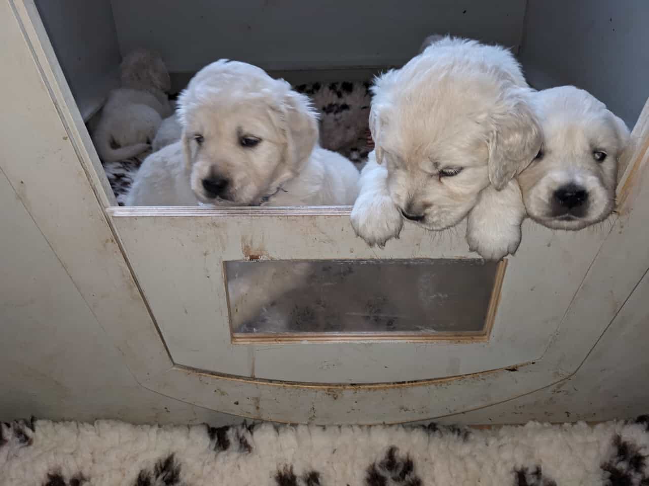 Golden-Retriever-Bremen