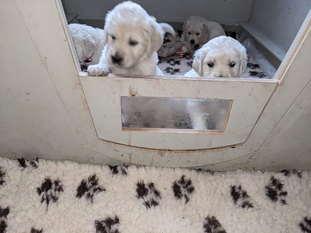 Golden-Retriever-Bremen
