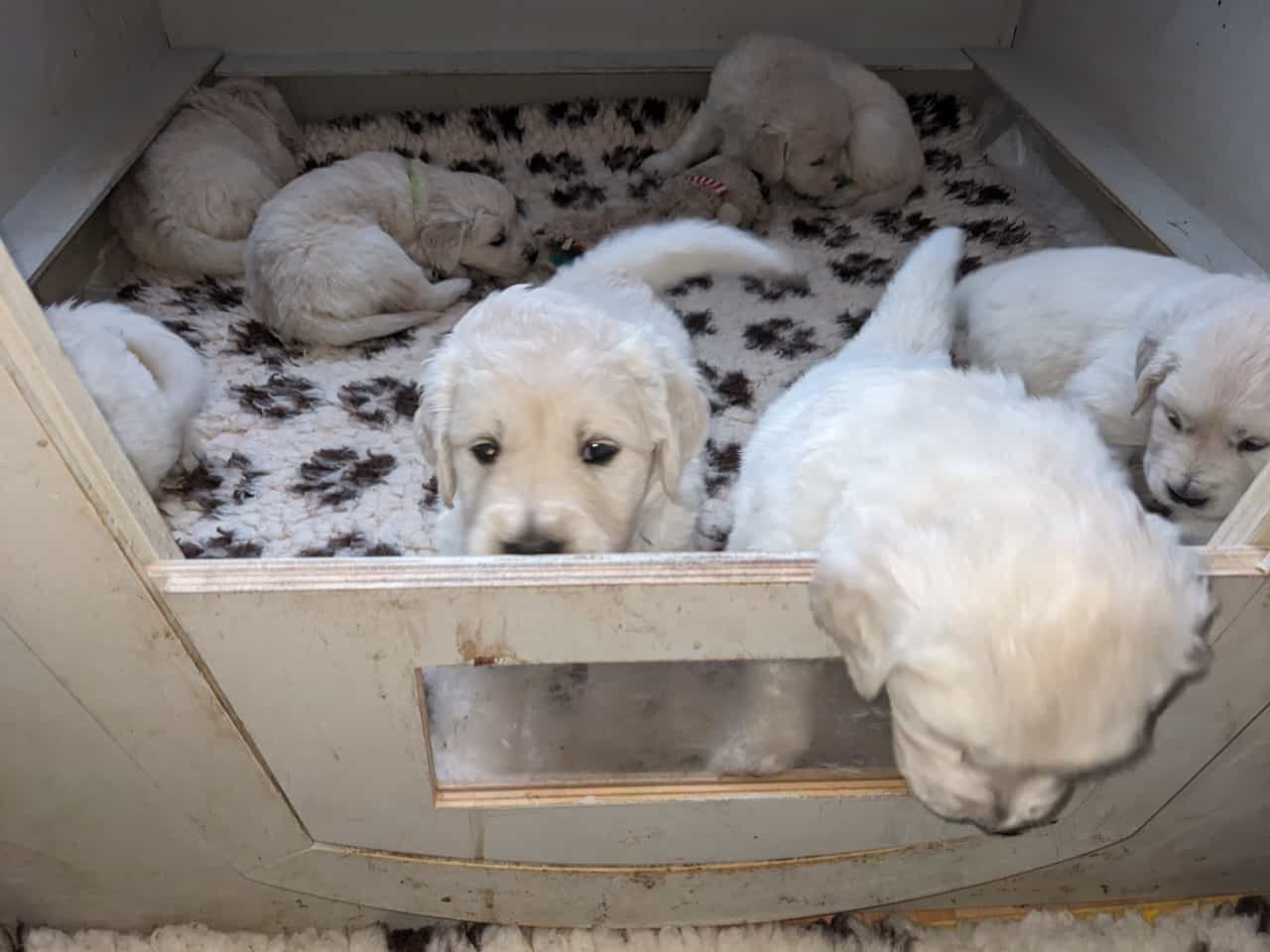Golden-Retriever-Bremen