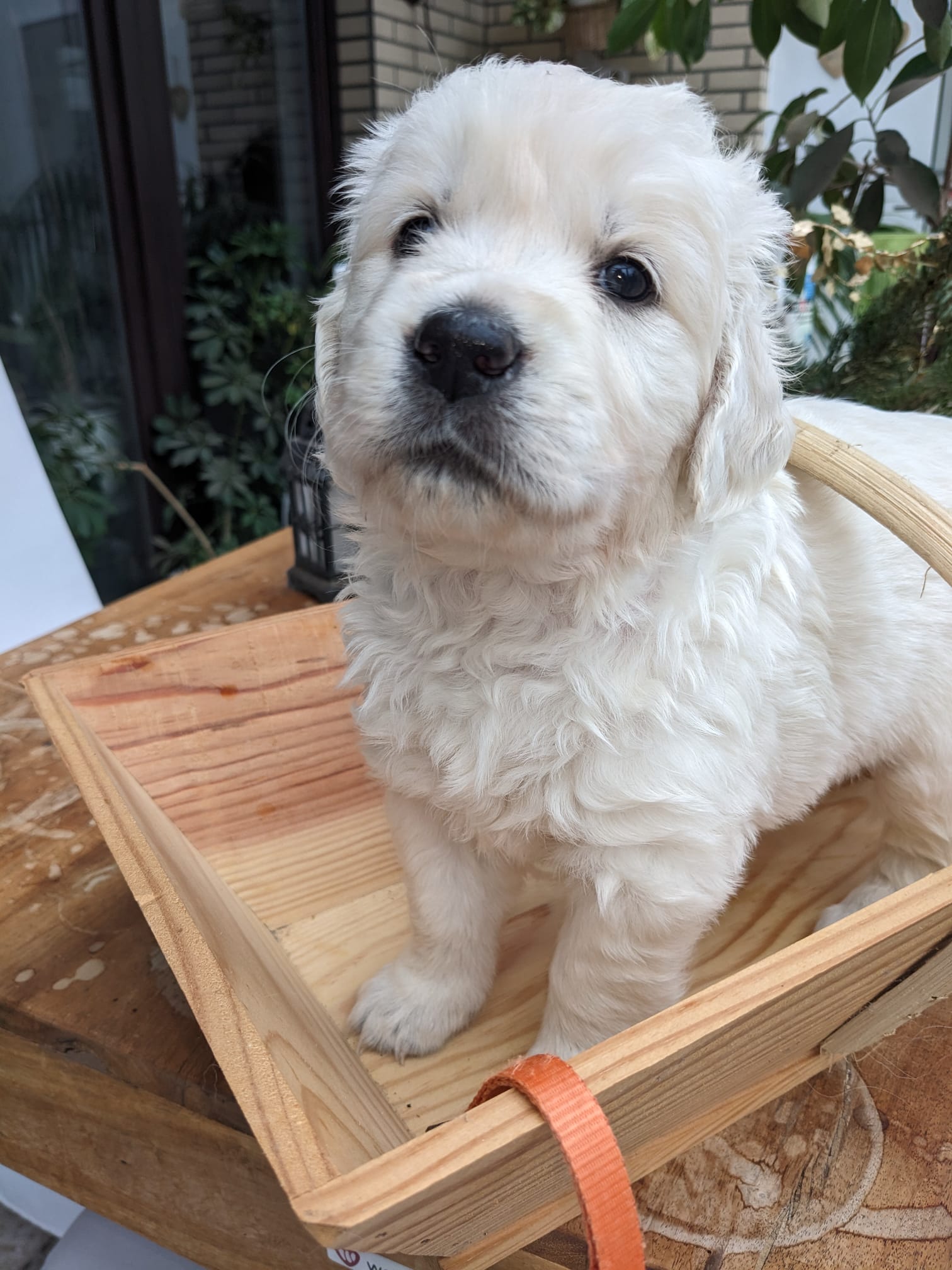 Golden-Retriever-Bremen