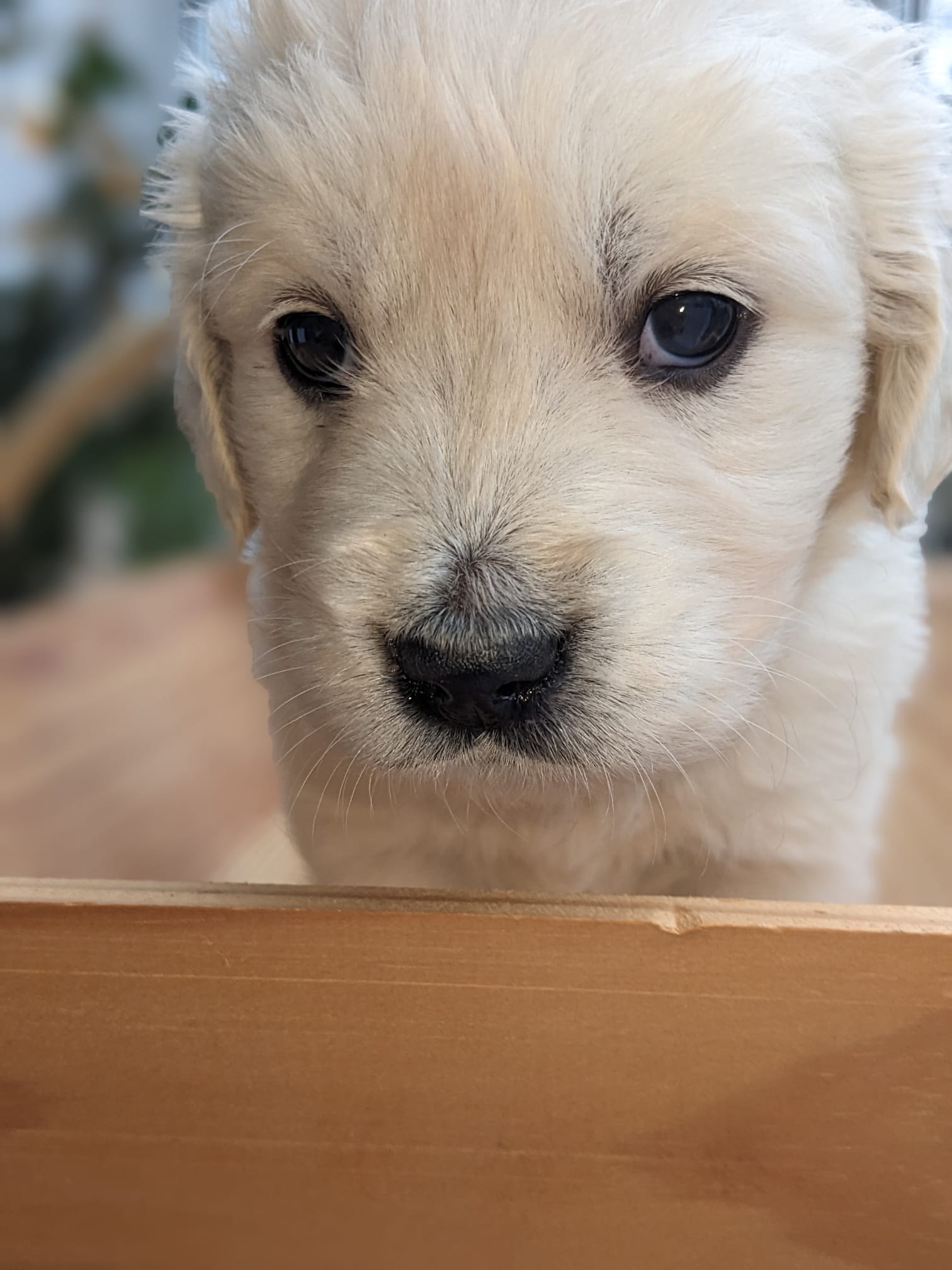 Golden-Retriever-Bremen