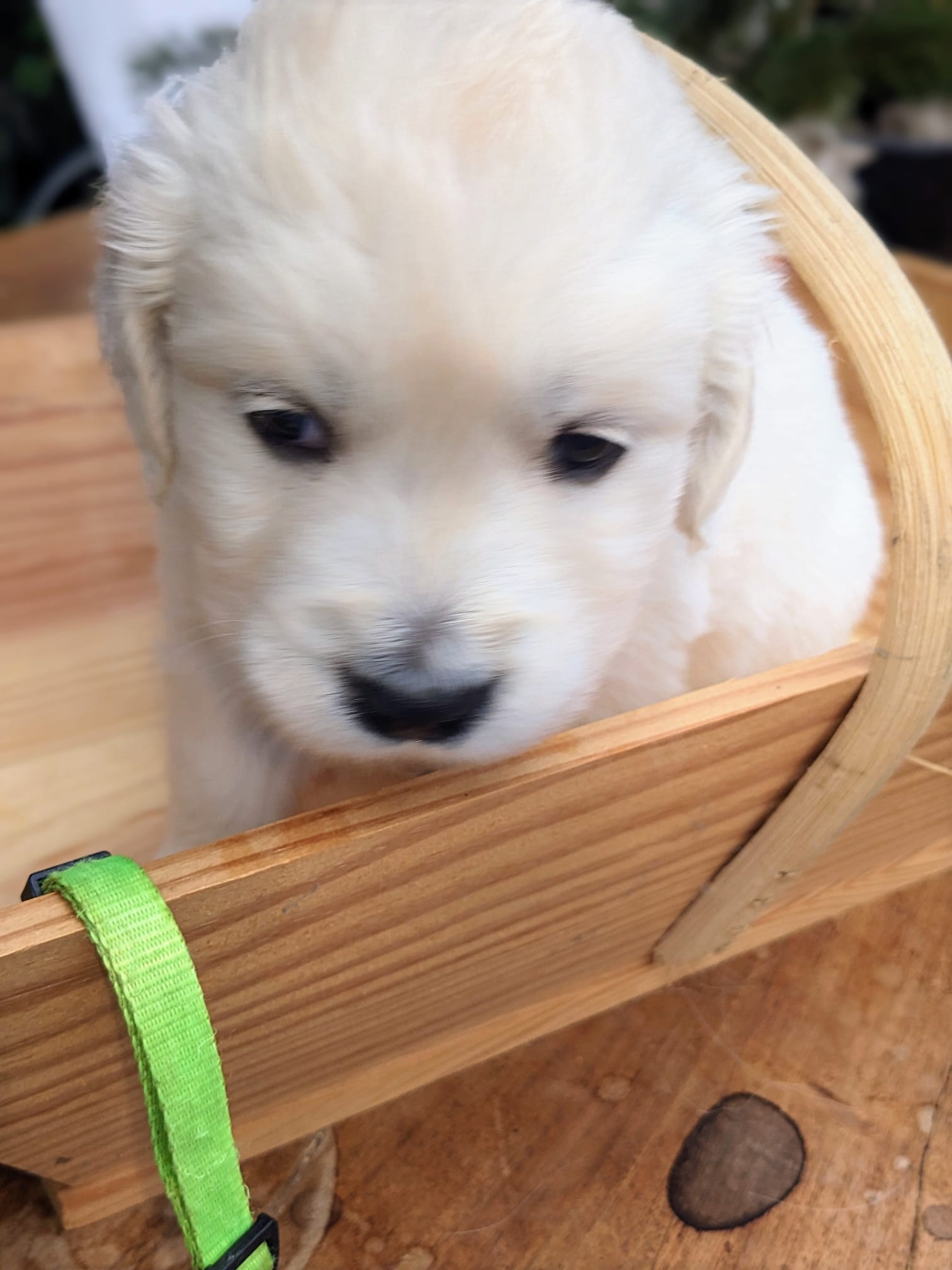 Golden-Retriever-Bremen