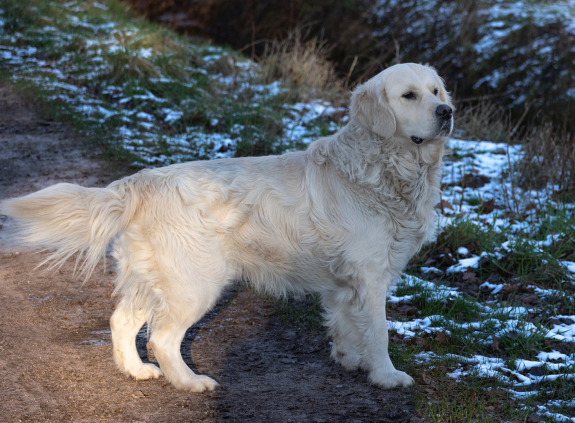 Golden-Retriever-Bremen