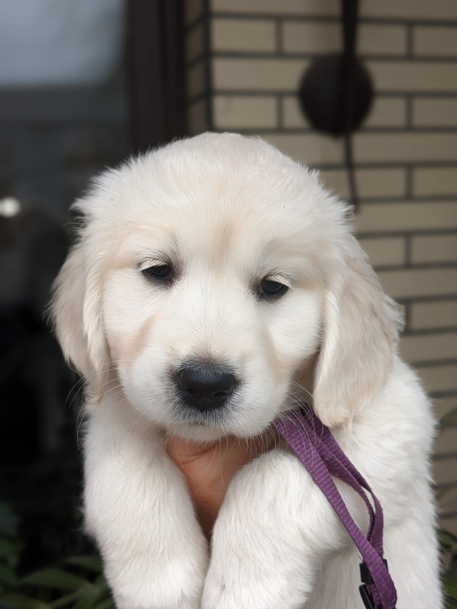 Golden-Retriever-Bremen