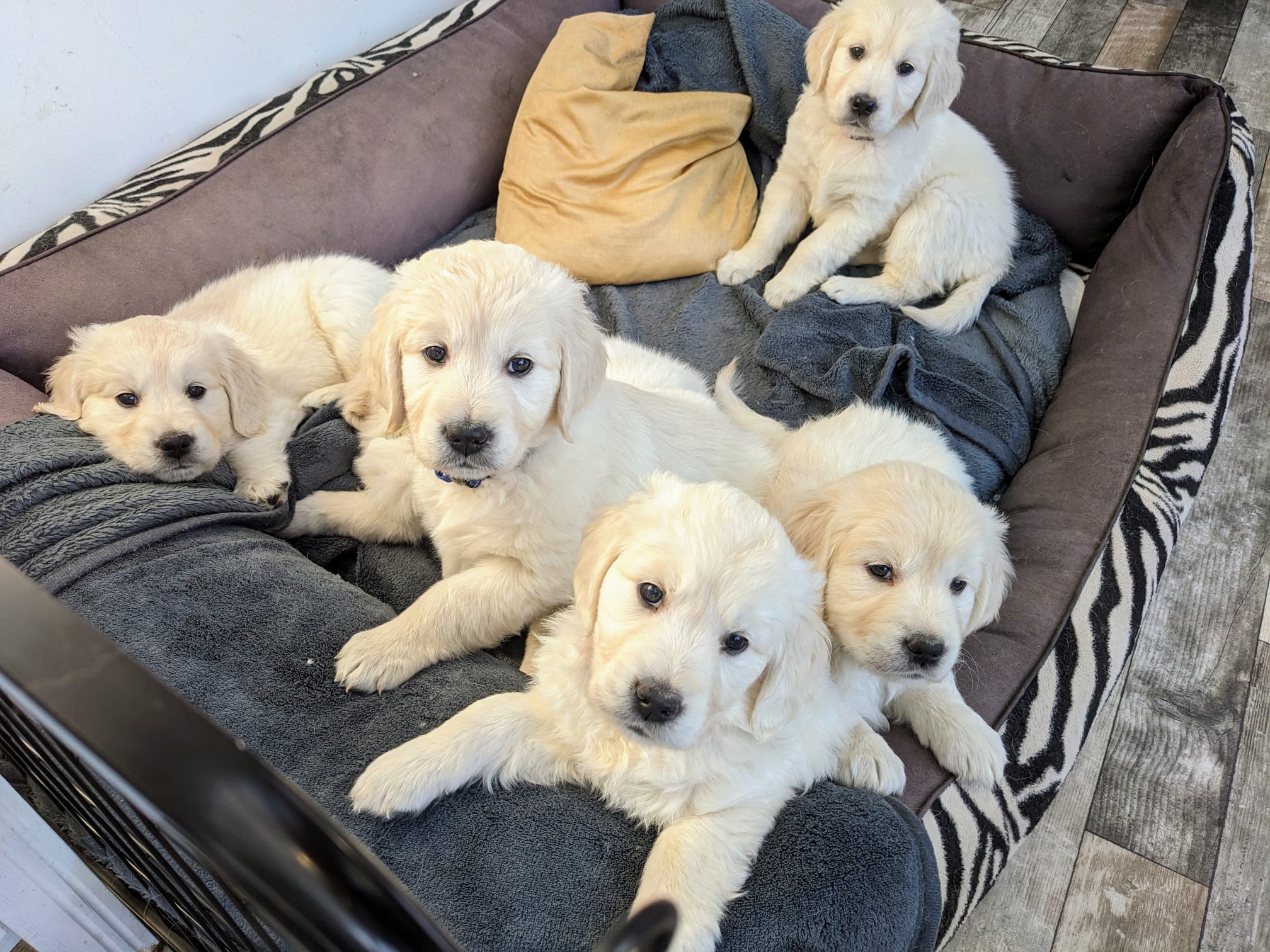 Golden-Retriever-Bremen
