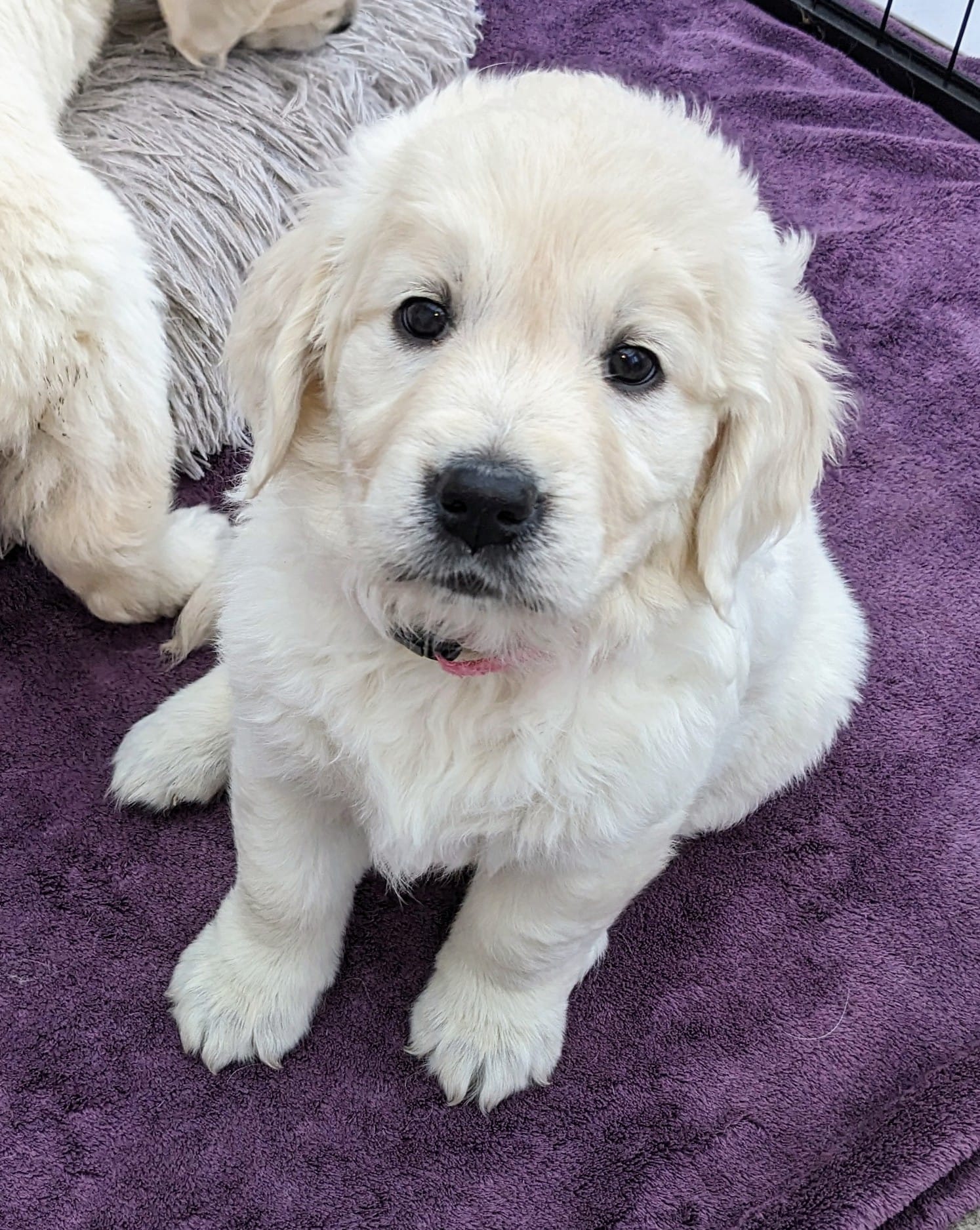 Golden-Retriever-Bremen
