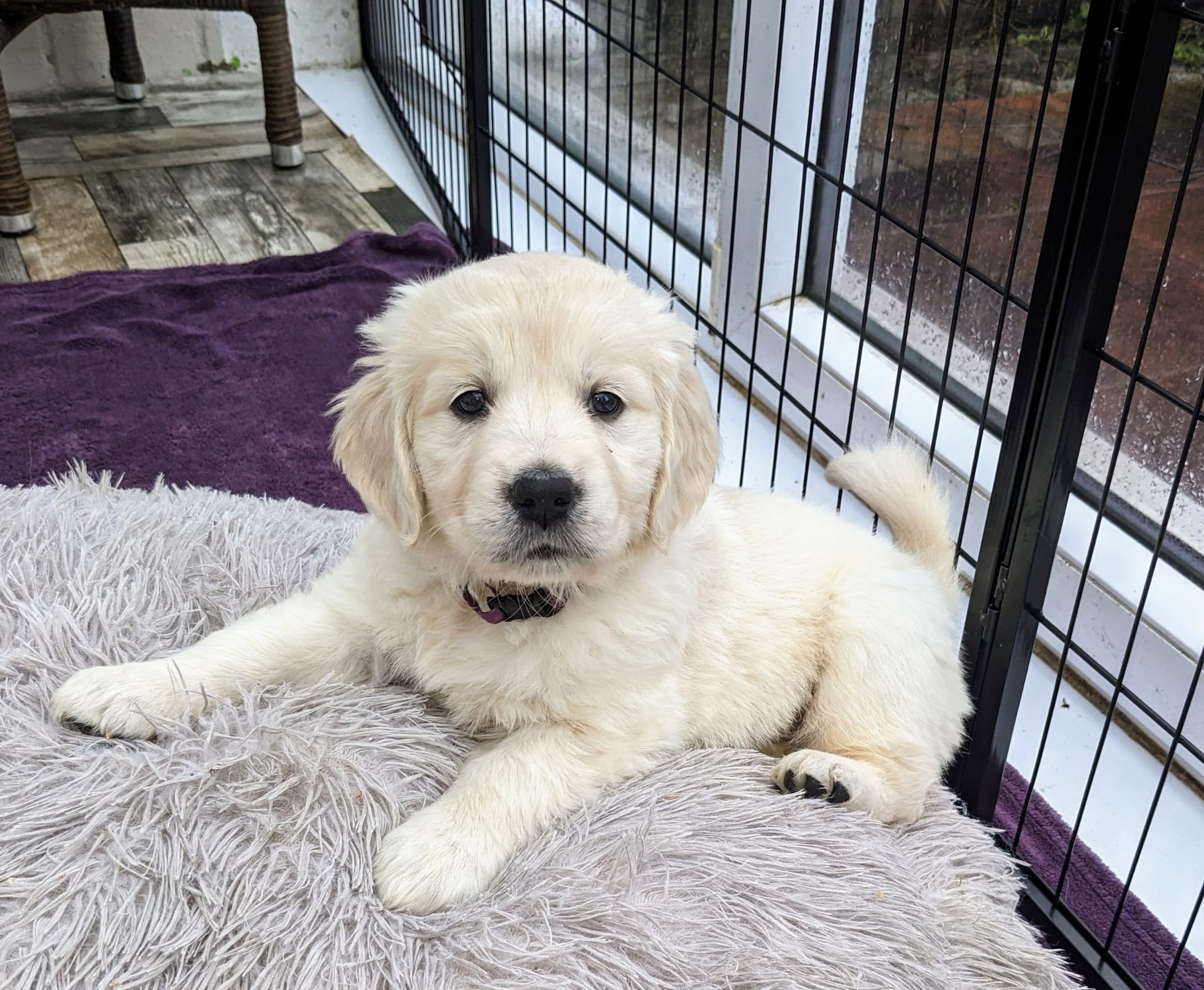 Golden-Retriever-Bremen