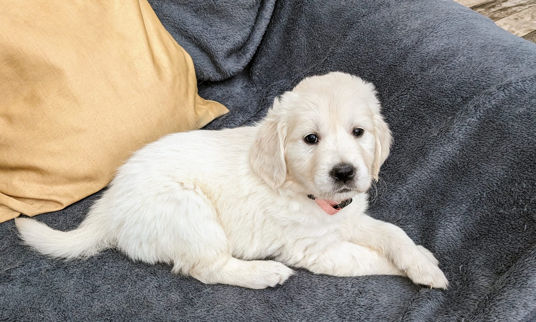 Golden-Retriever-Bremen