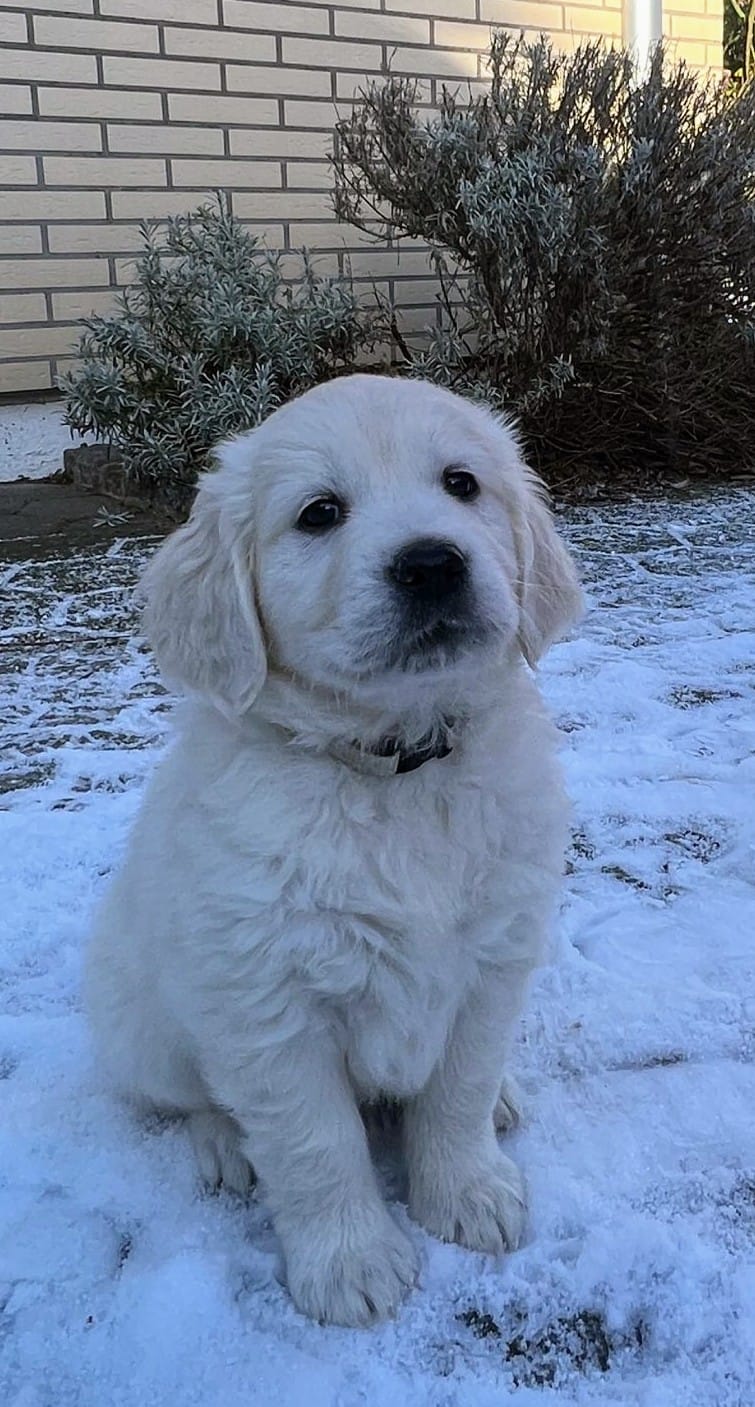 Golden-Retriever-Bremen
