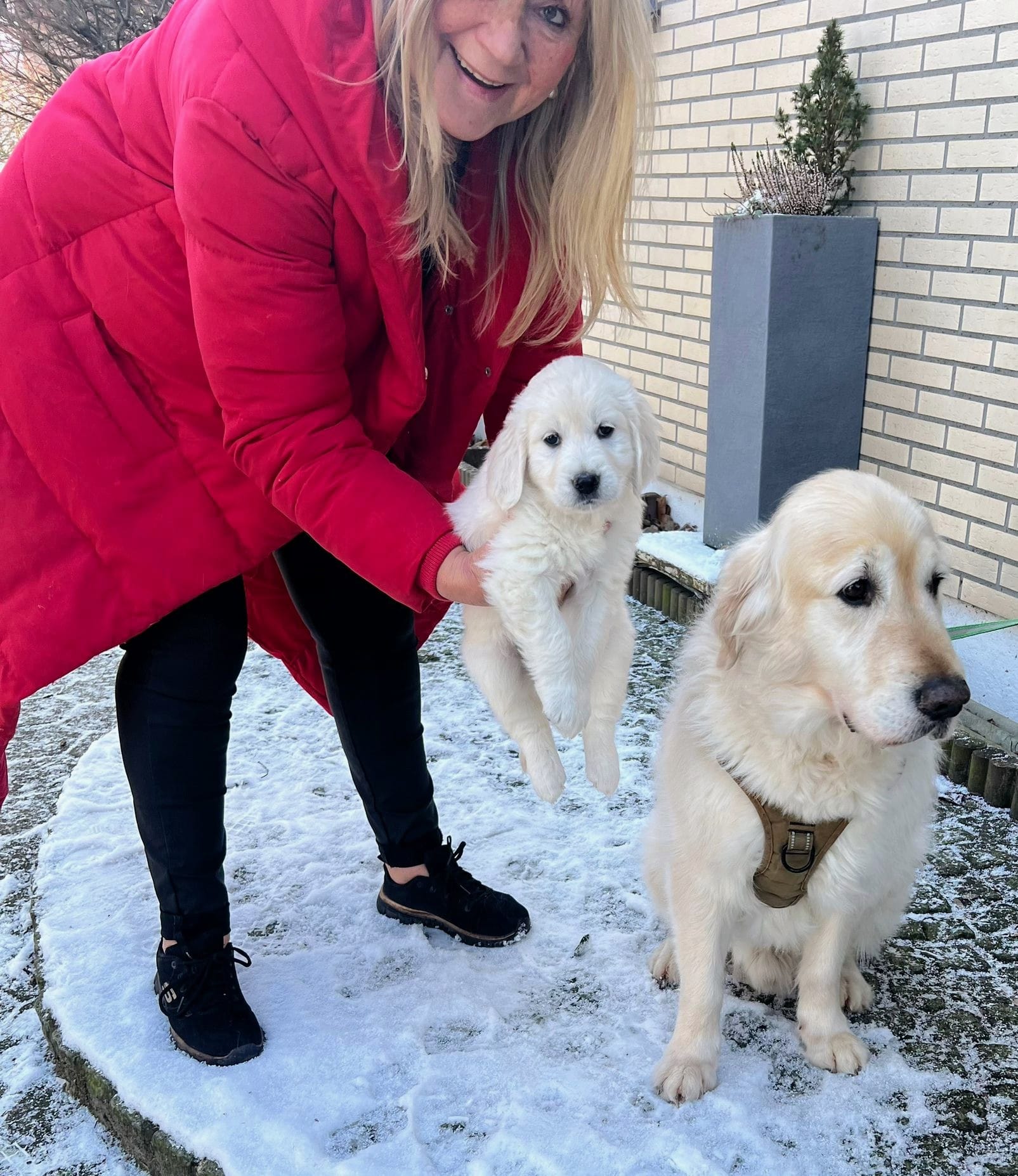 Golden-Retriever-Bremen