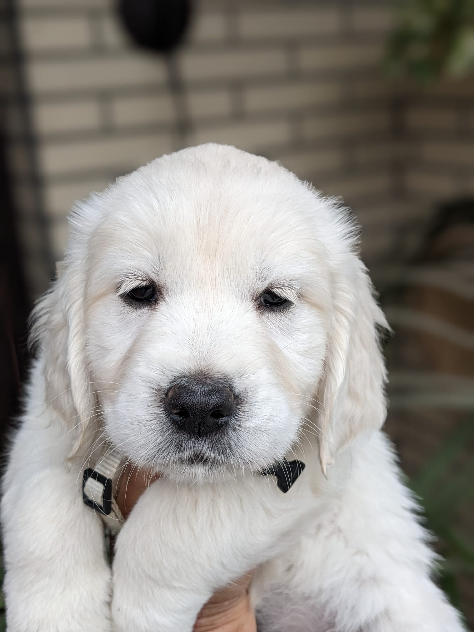 Golden-Retriever-Bremen