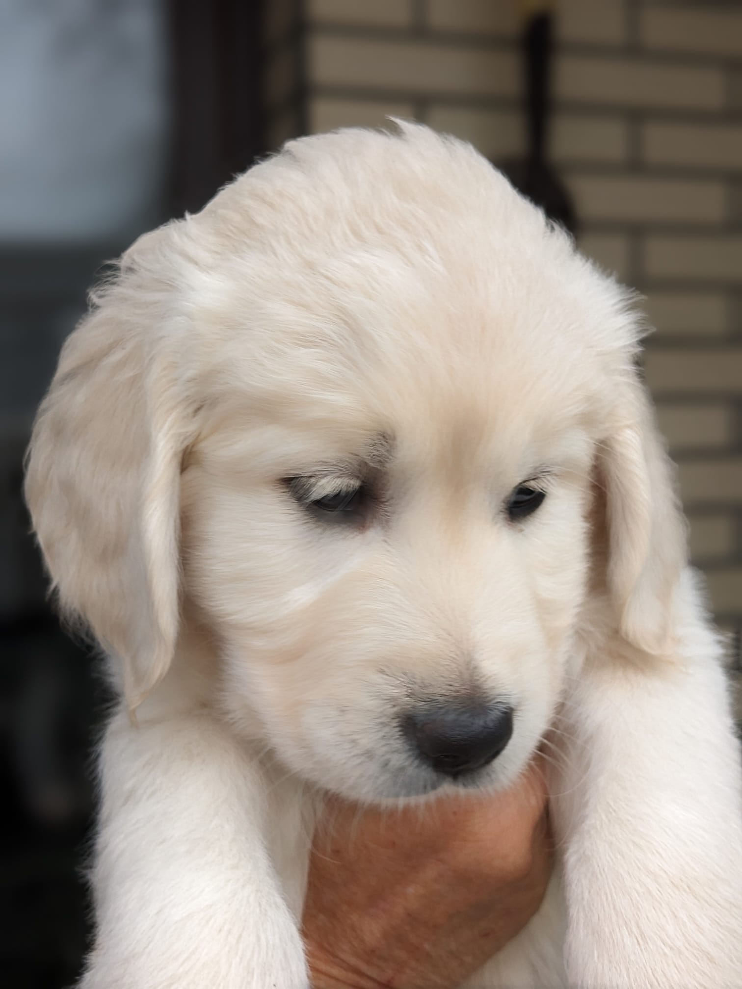 Golden-Retriever-Bremen