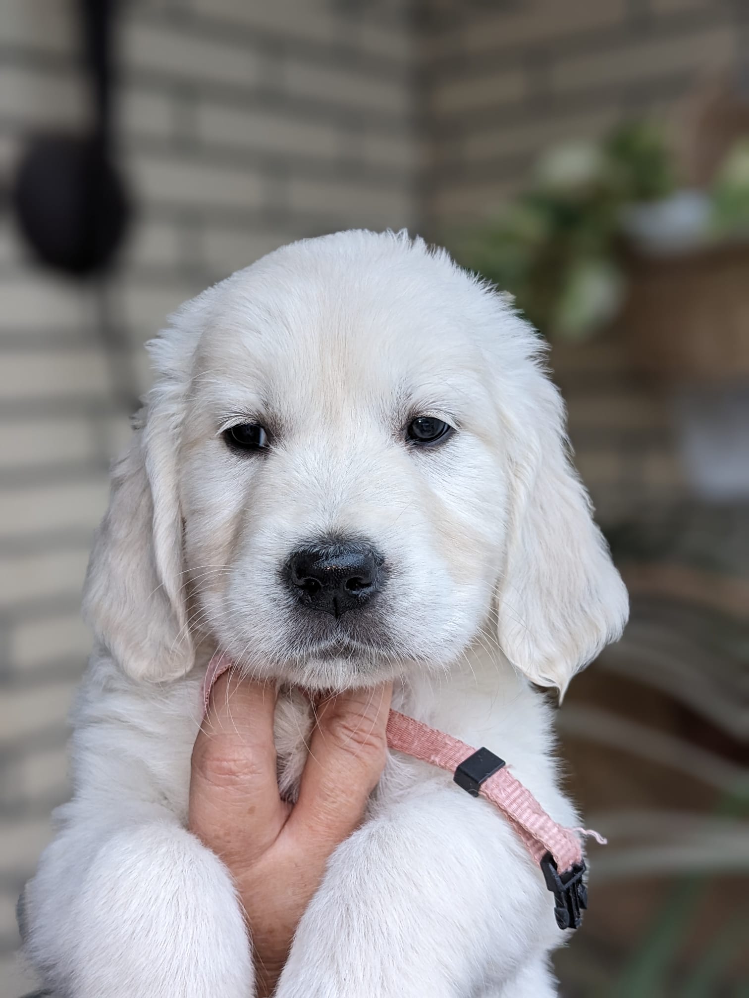 Golden-Retriever-Bremen