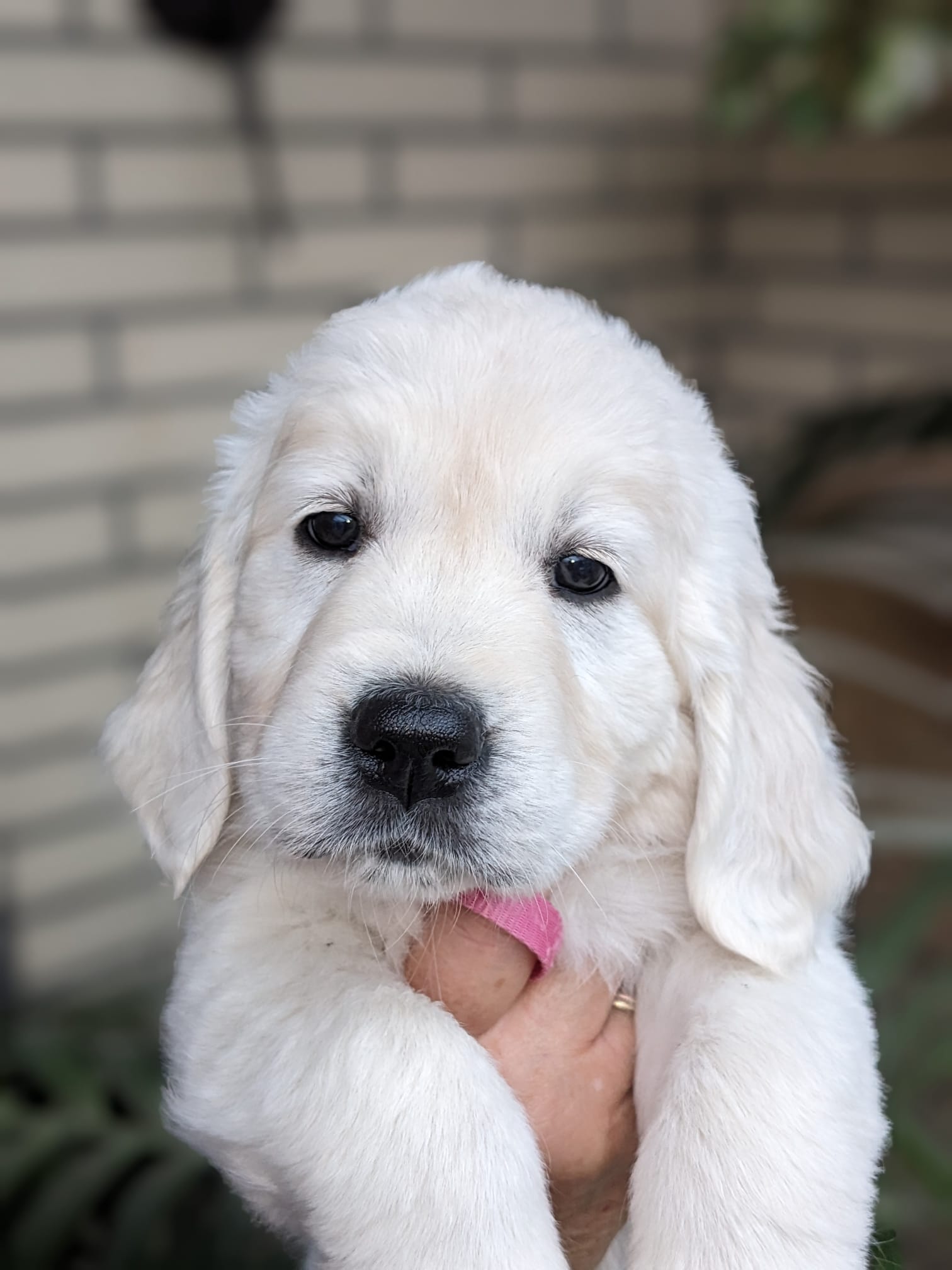Golden-Retriever-Bremen