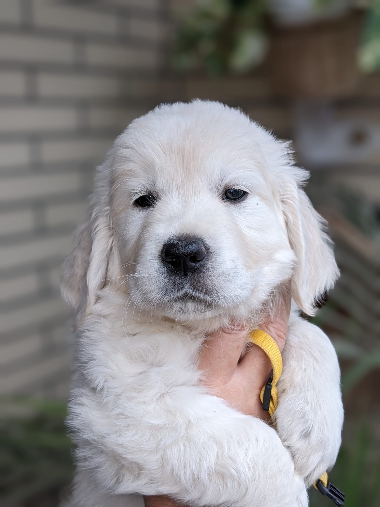 Golden-Retriever-Bremen