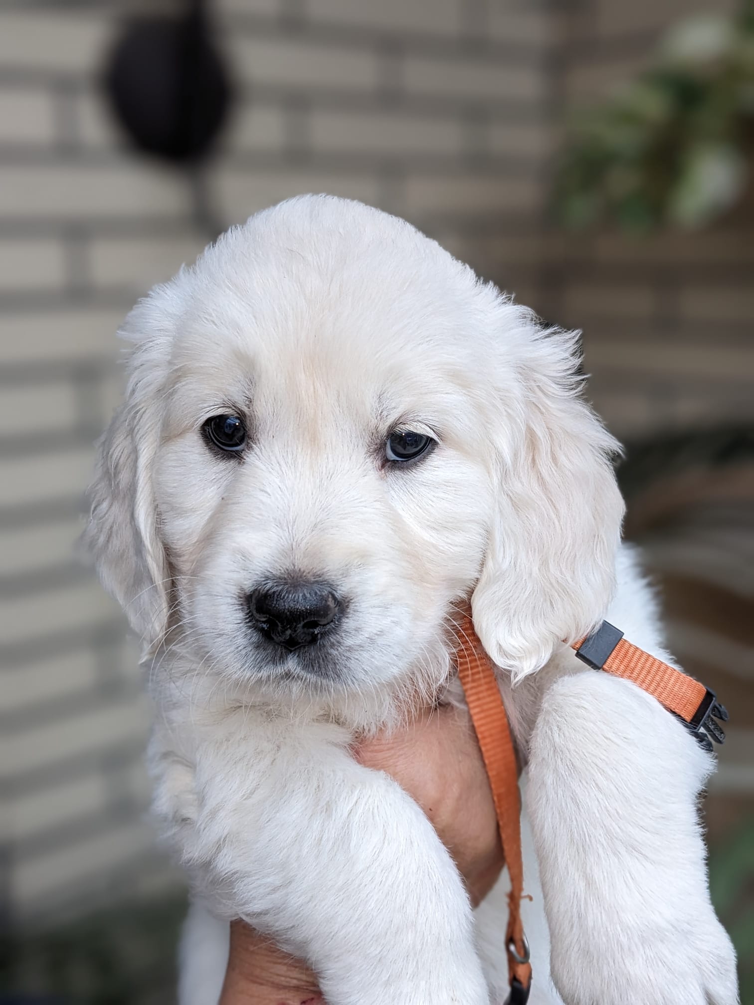 Golden-Retriever-Bremen