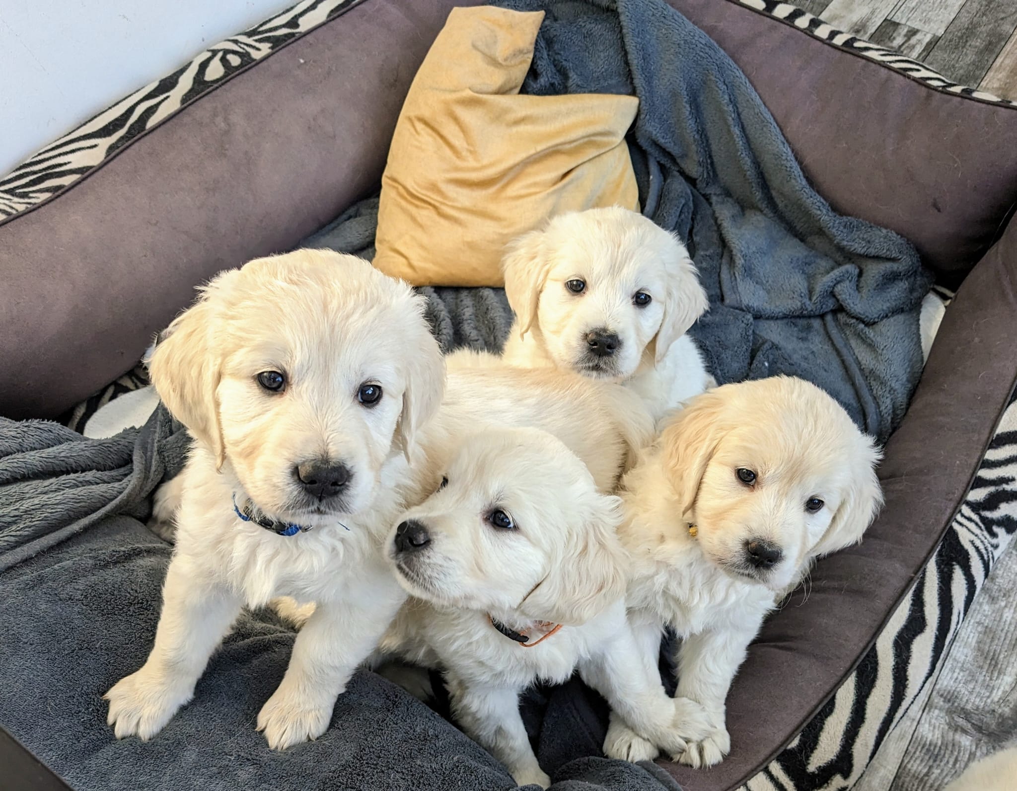 Golden-Retriever-Bremen