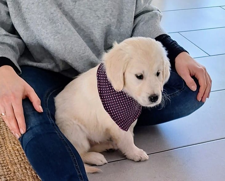Golden-Retriever-Bremen