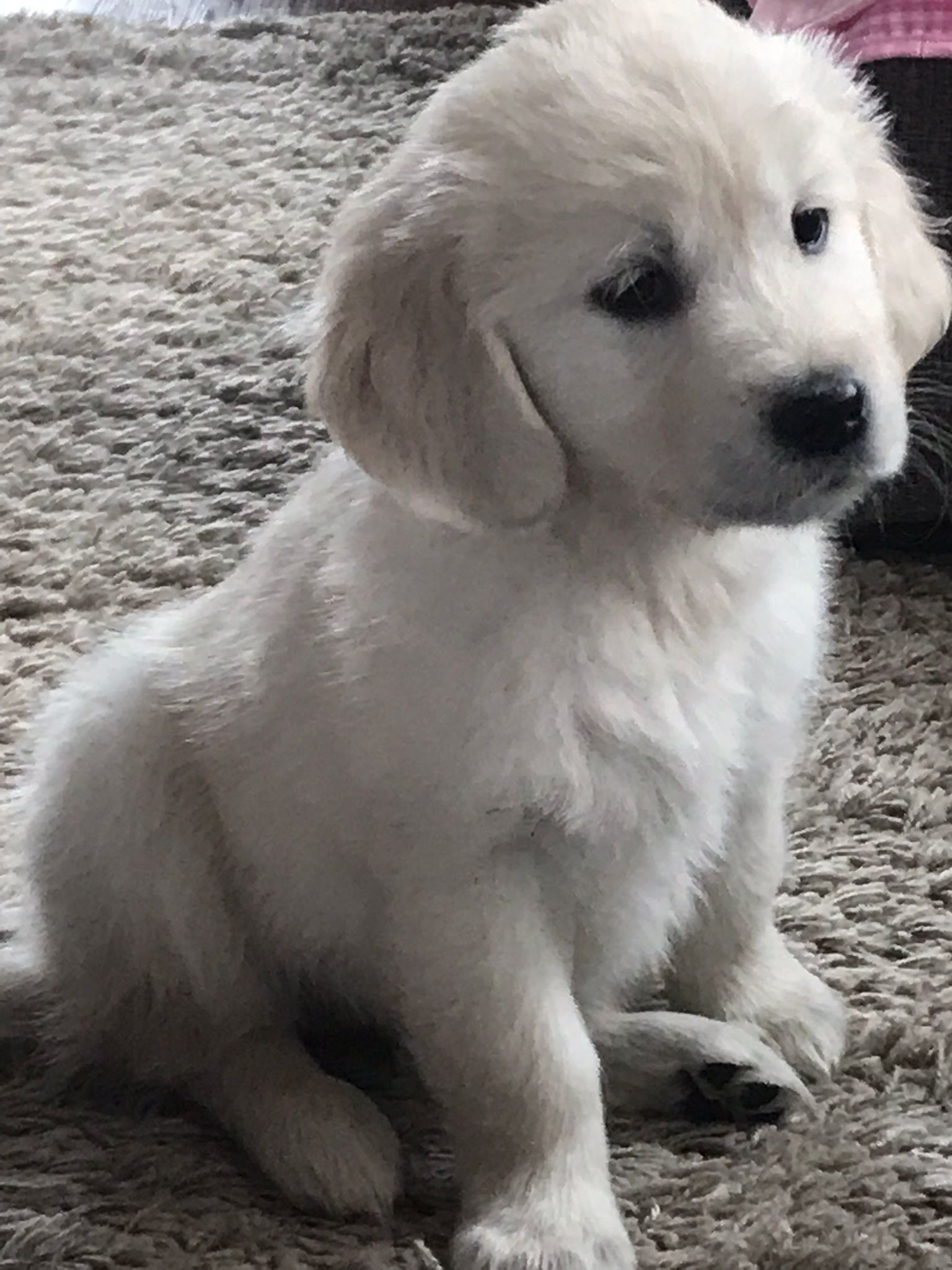 Golden-Retriever-Bremen