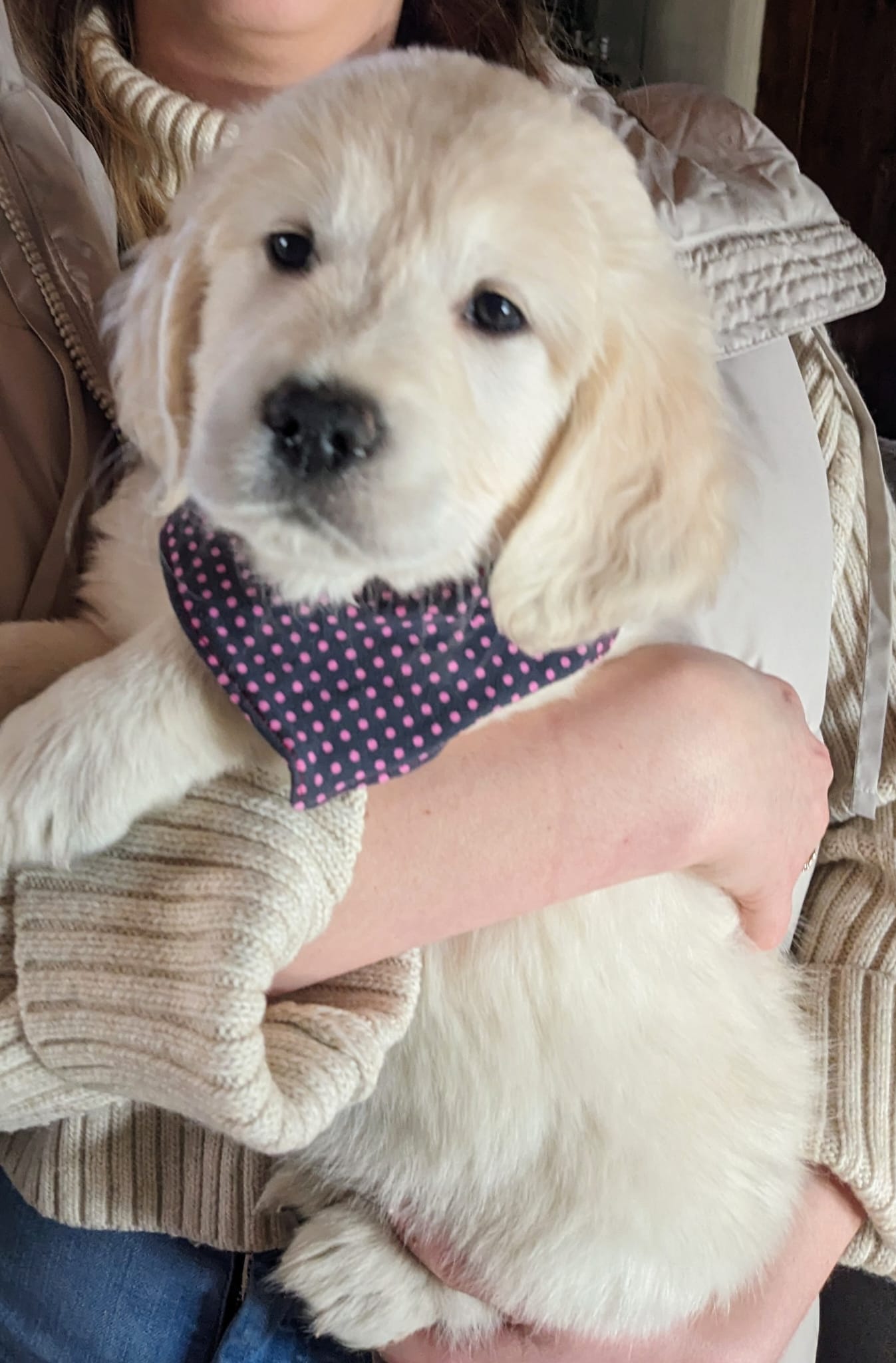 Golden-Retriever-Bremen