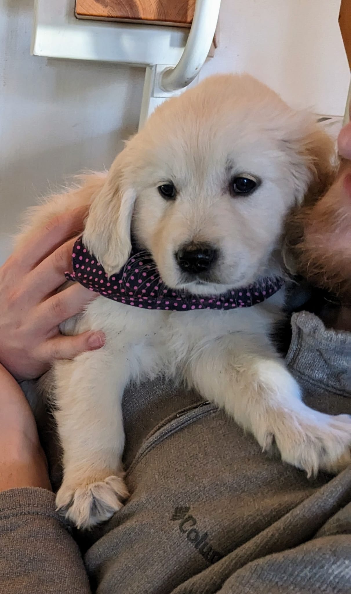 Golden-Retriever-Bremen