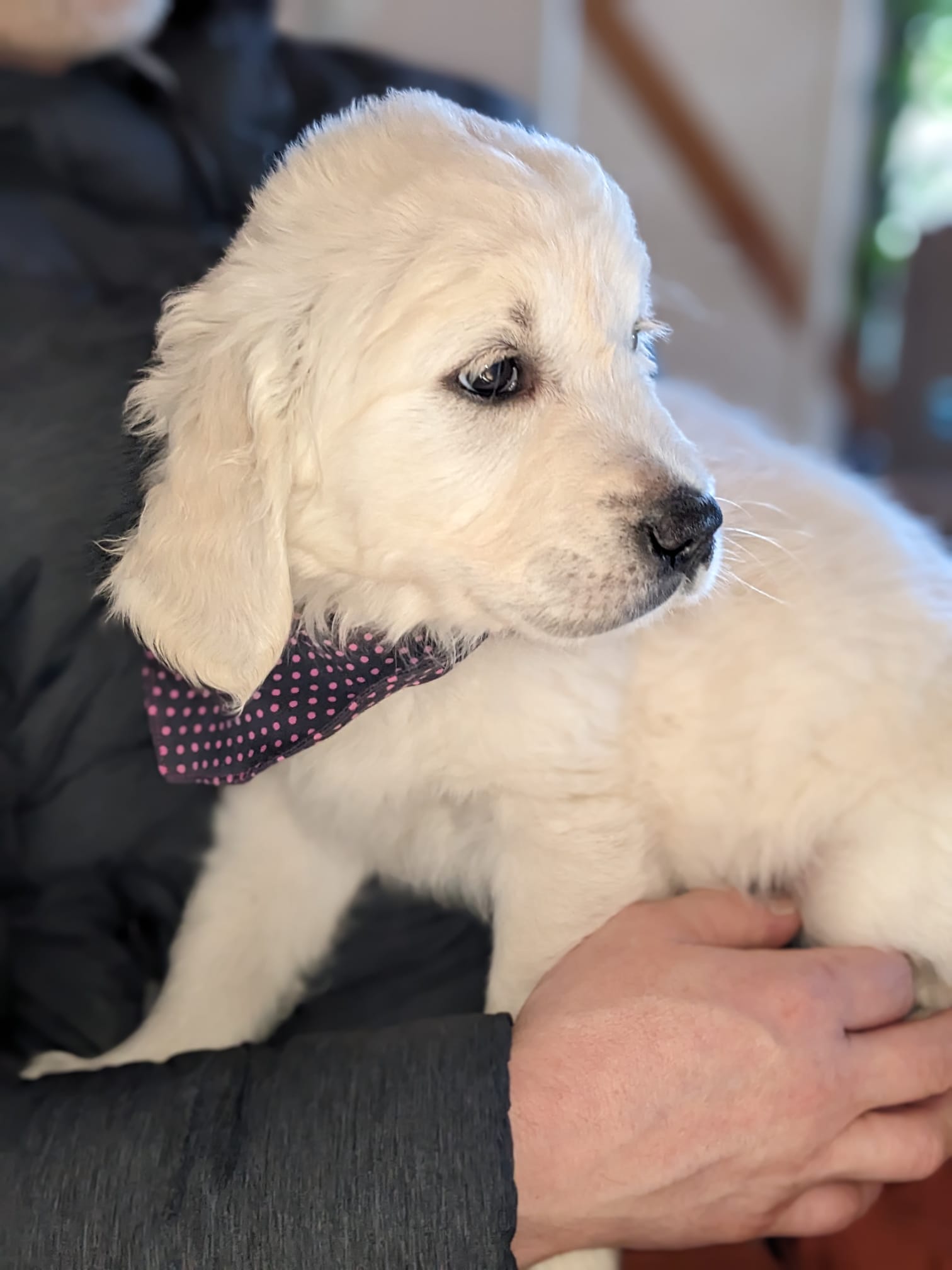 Golden-Retriever-Bremen