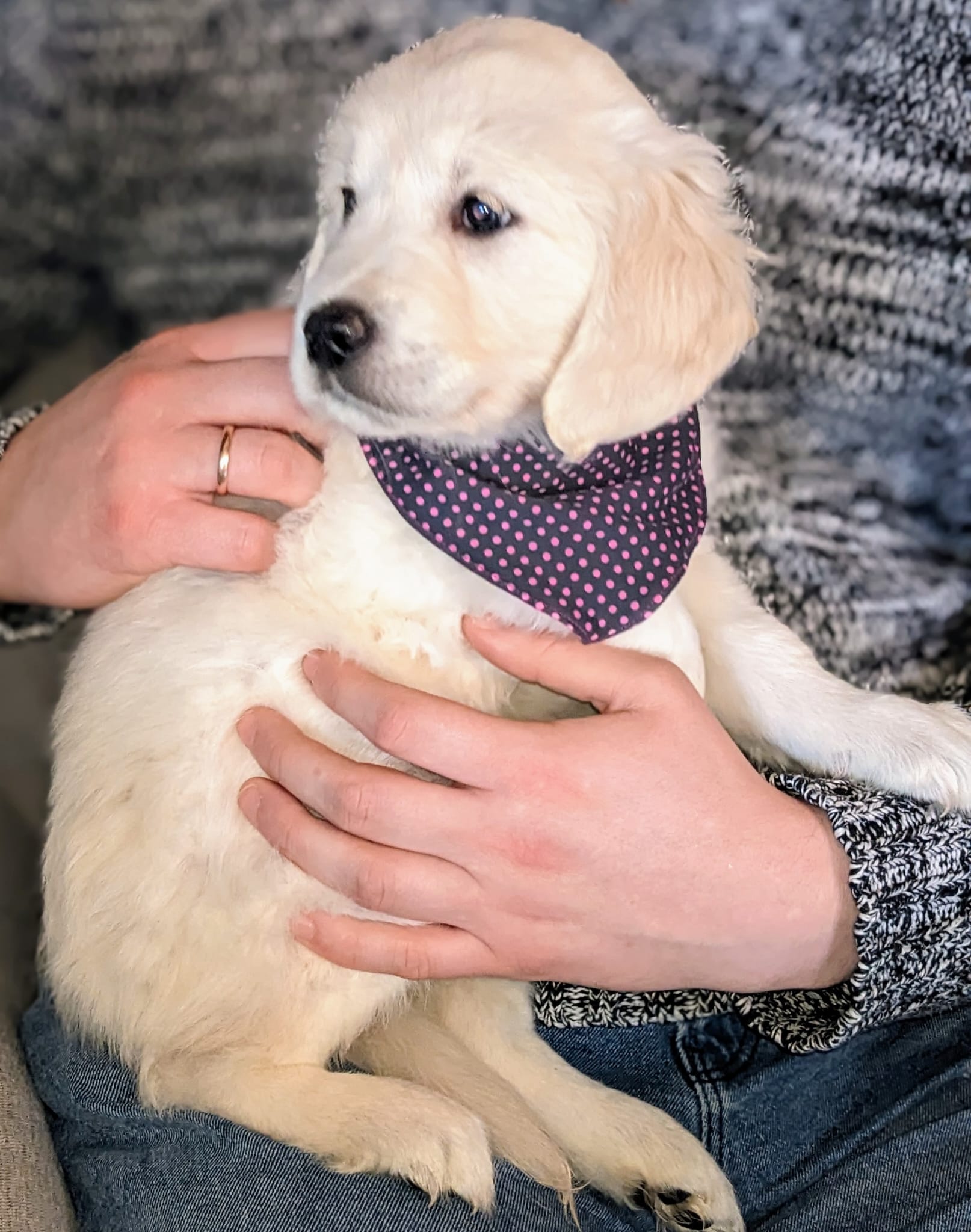 Golden-Retriever-Bremen