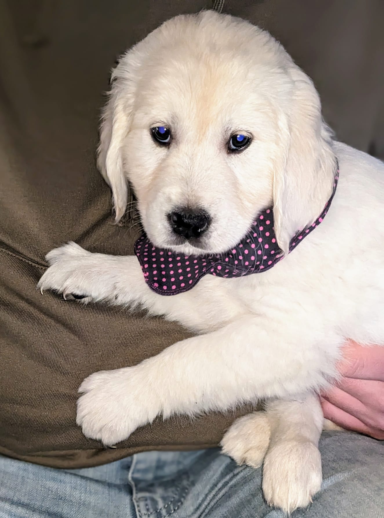 Golden-Retriever-Bremen