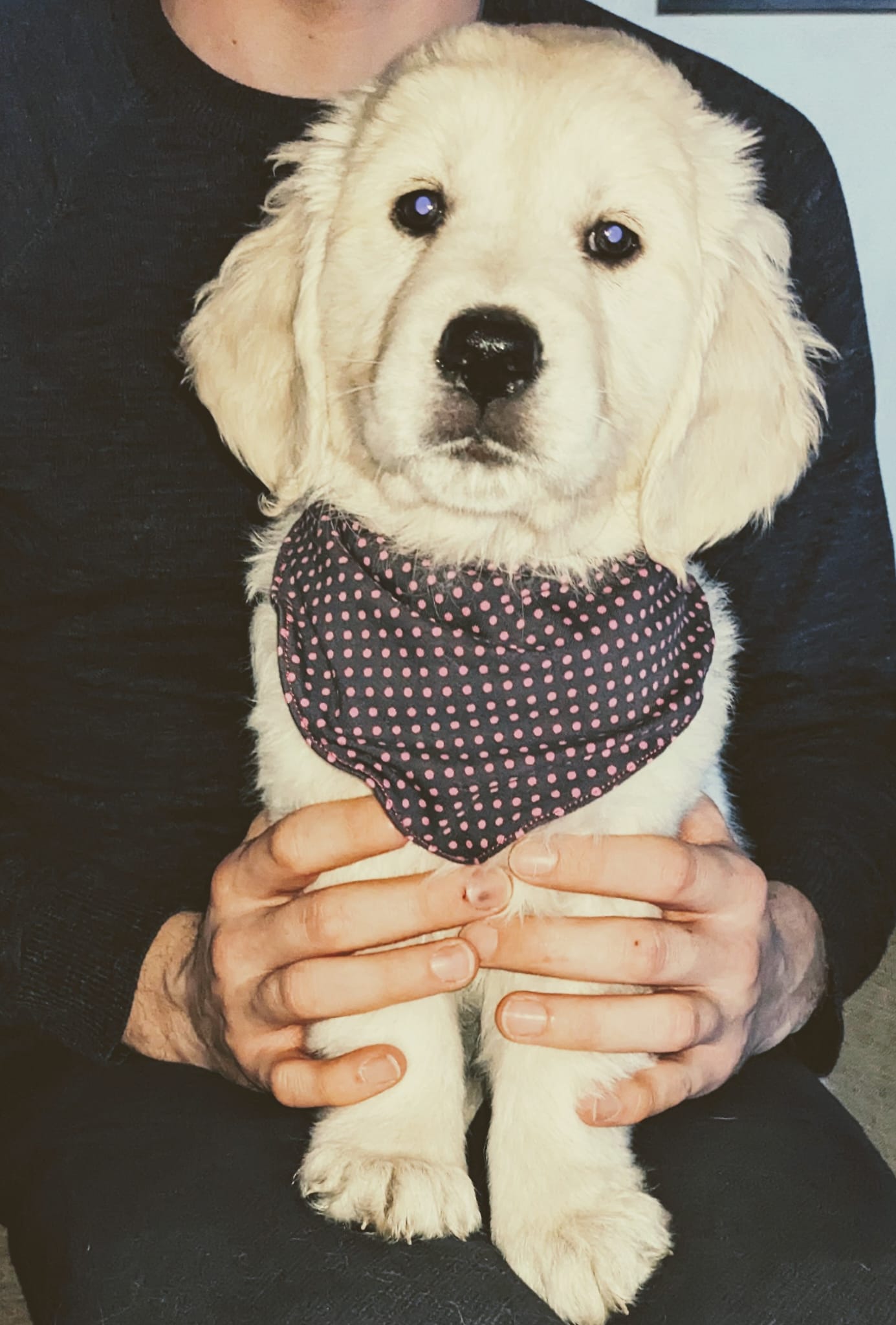 Golden-Retriever-Bremen