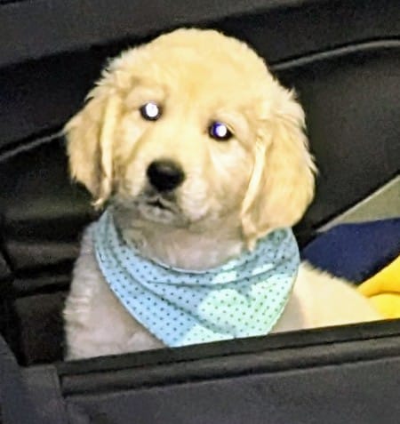 Golden-Retriever-Bremen