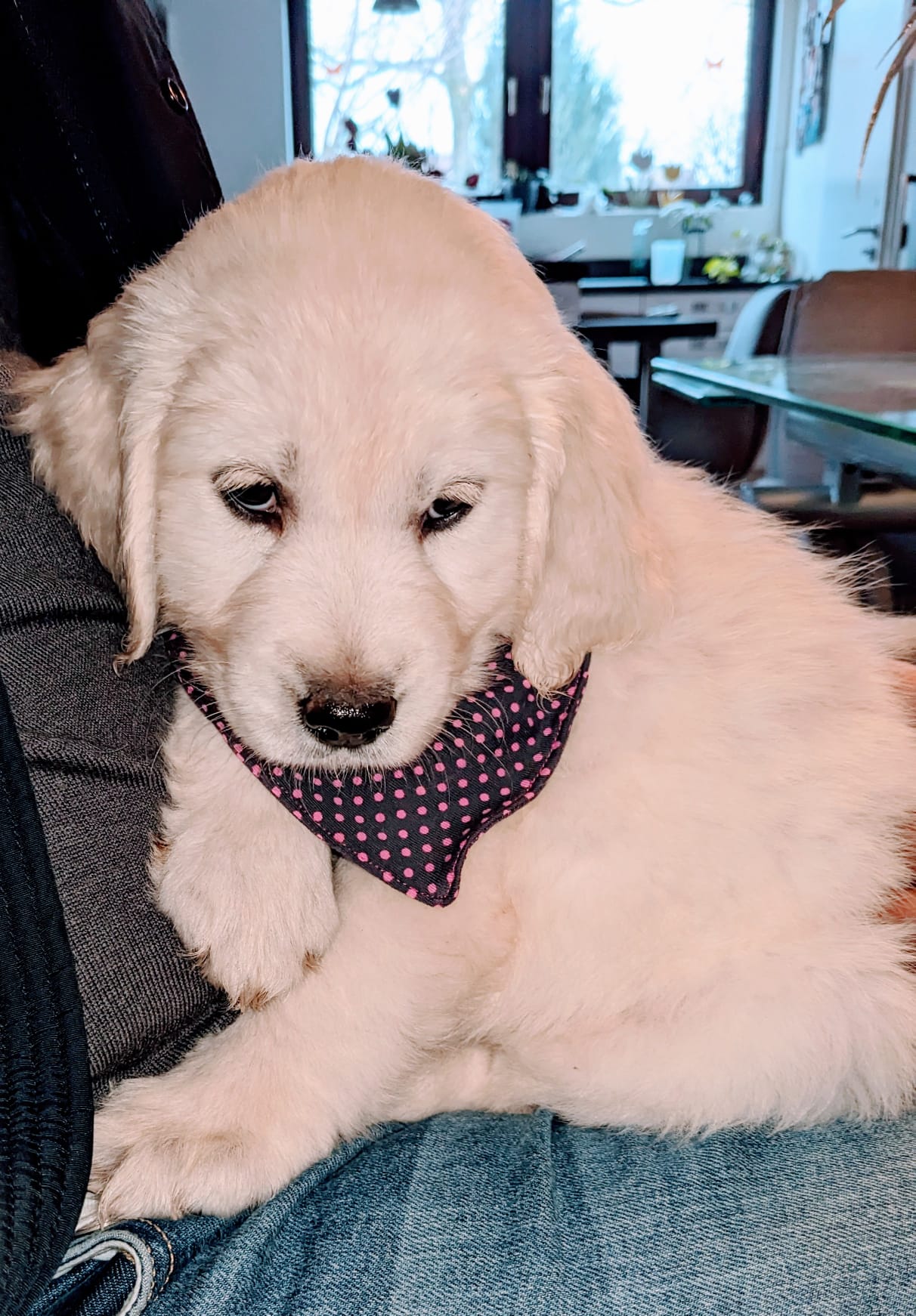 Golden-Retriever-Bremen