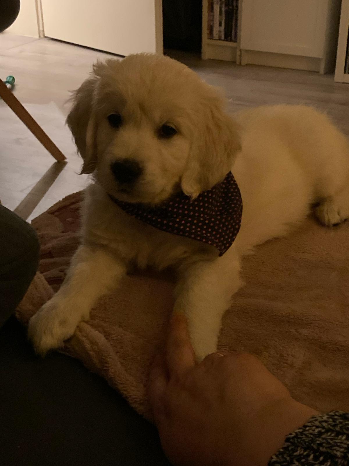 Golden-Retriever-Bremen