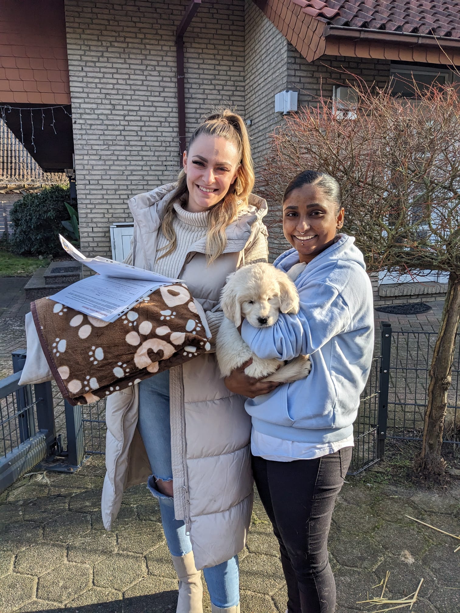 Golden-Retriever-Bremen