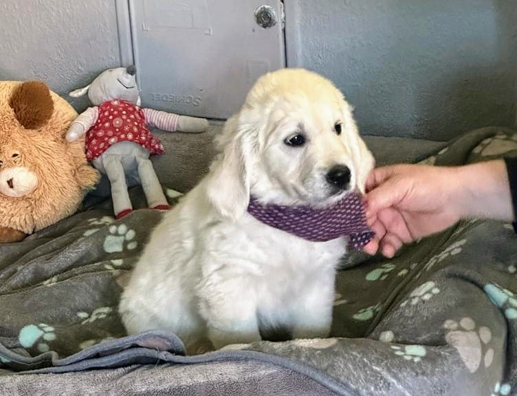 Golden-Retriever-Bremen