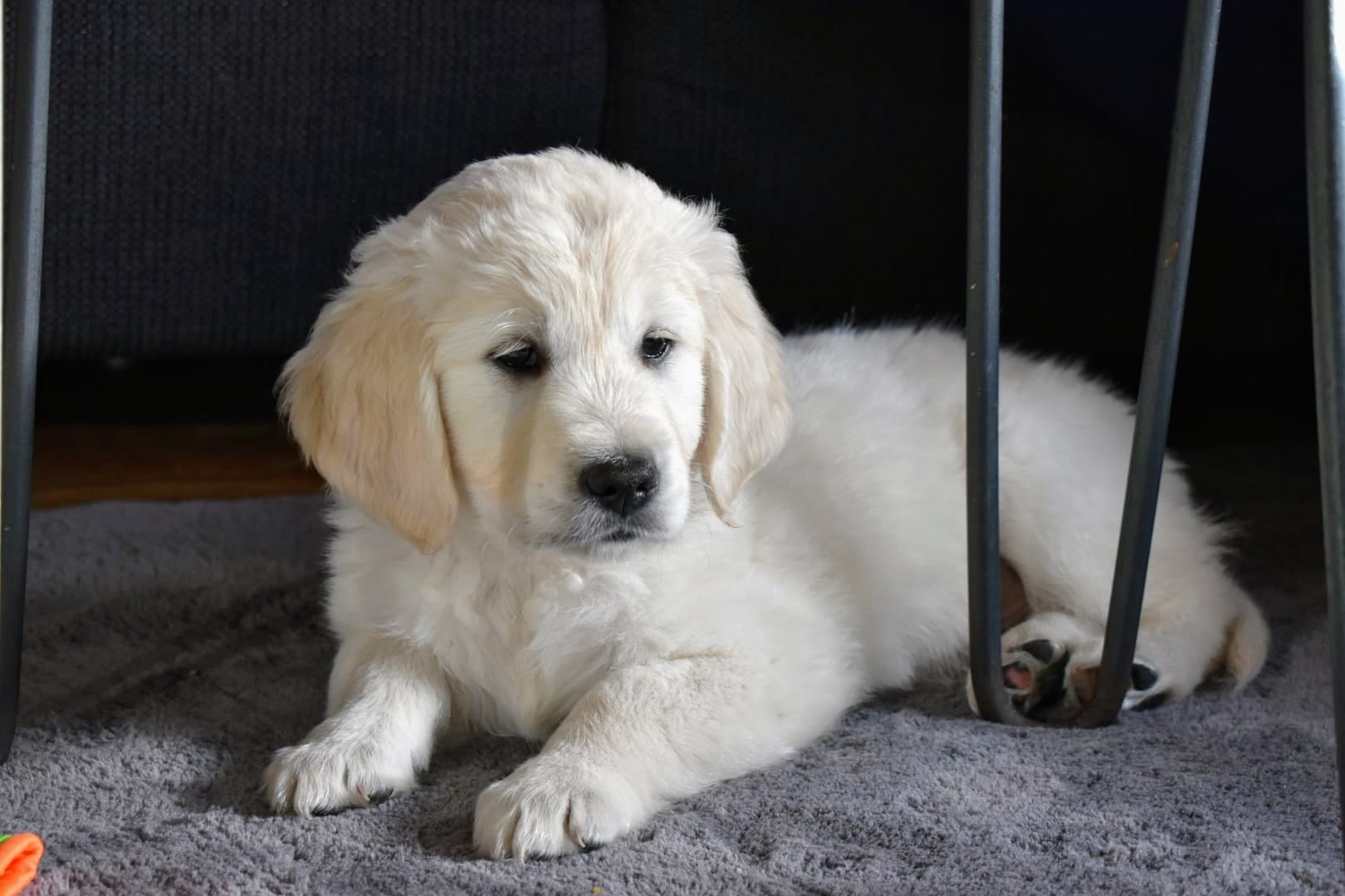 Golden-Retriever-Bremen