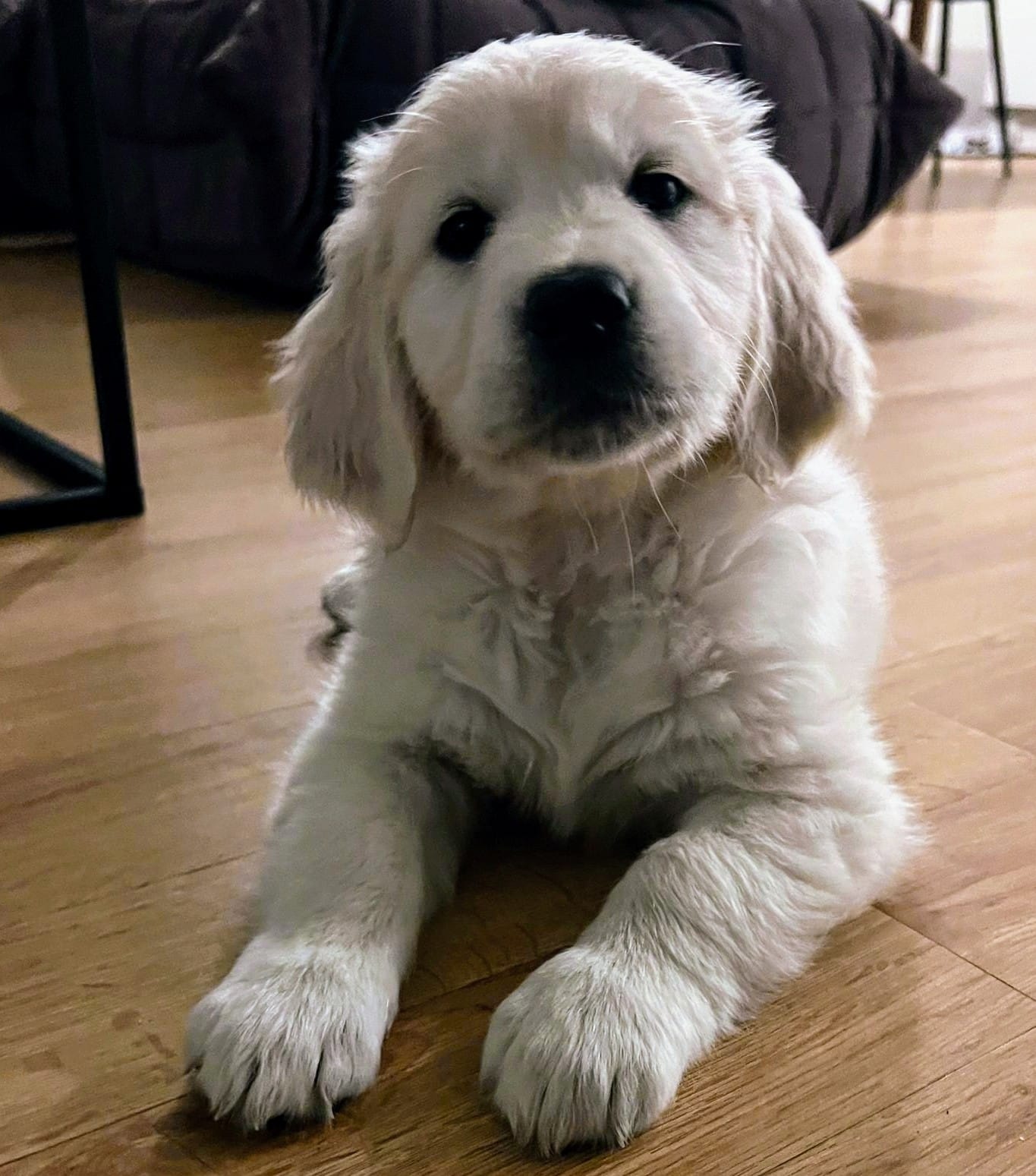 Golden-Retriever-Bremen