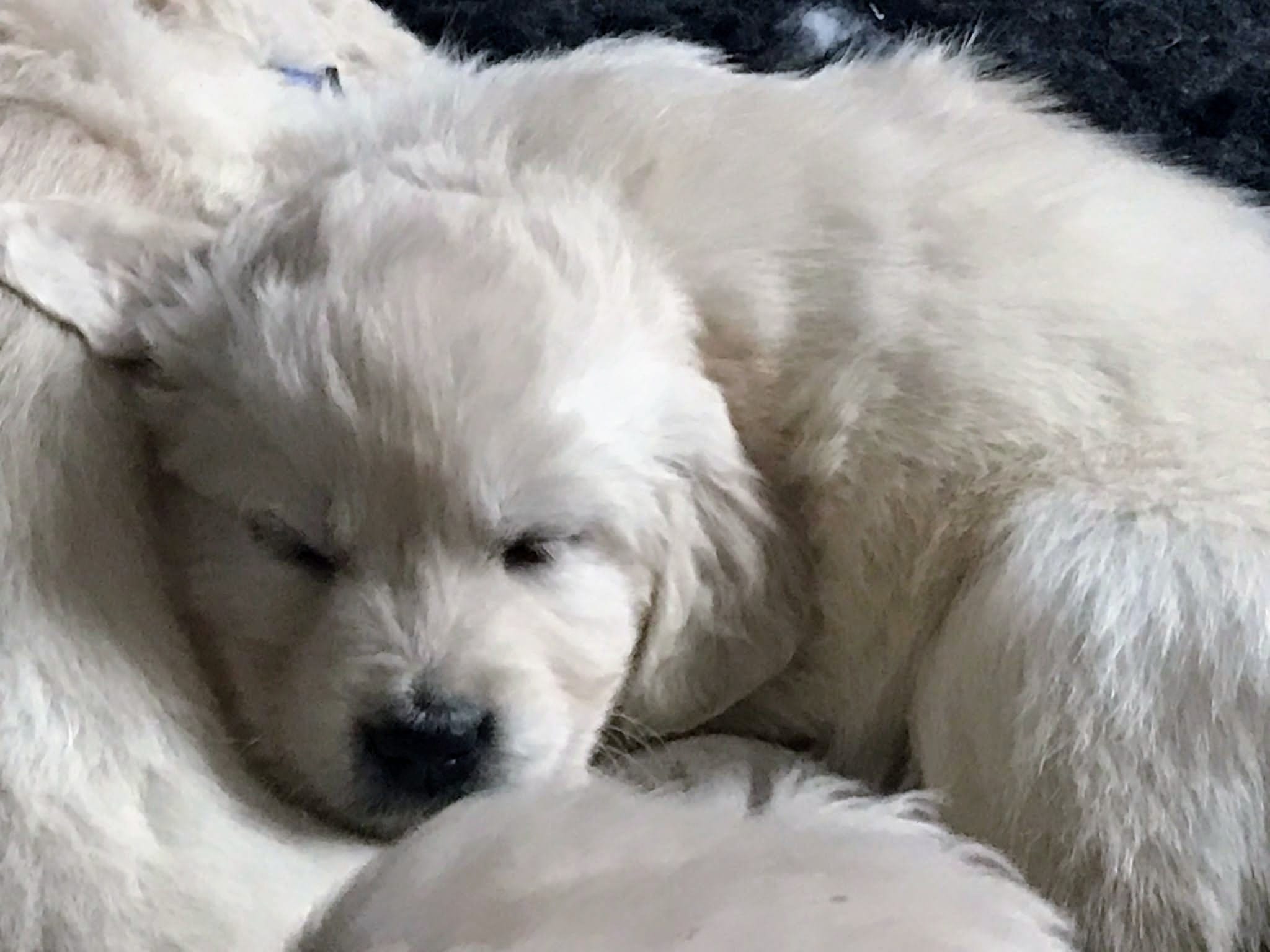 Golden-Retriever-Bremen