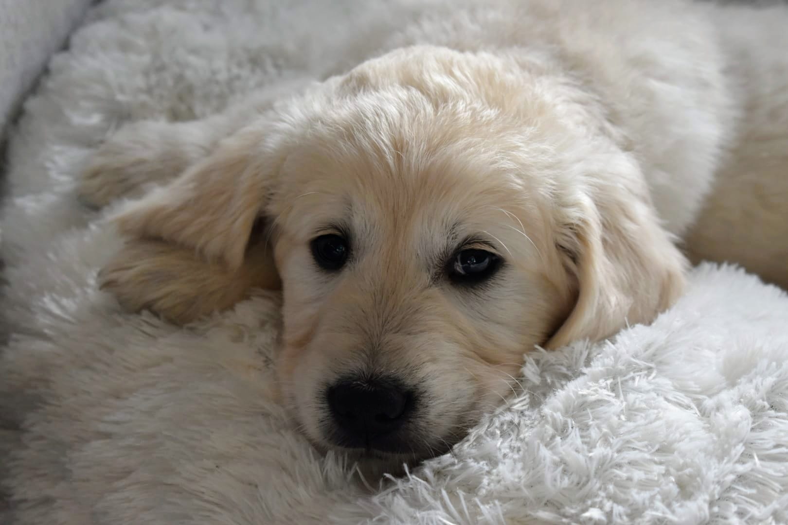 Golden-Retriever-Bremen