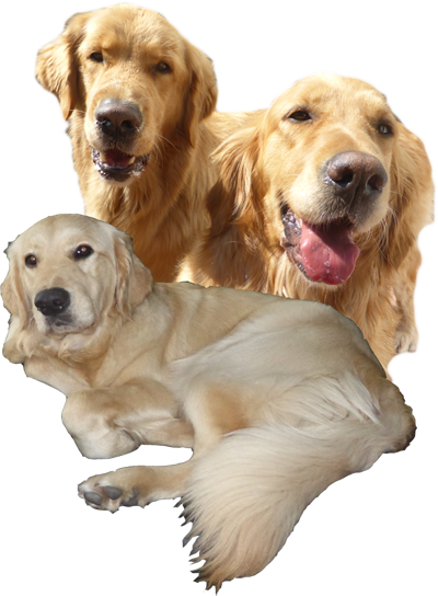 Golden-Retriever aus Bremen