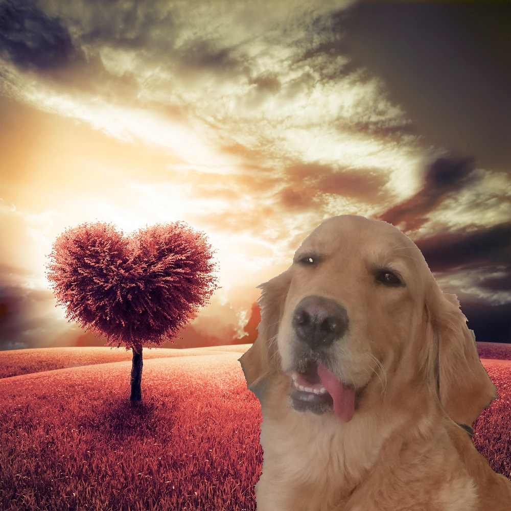 Golden-Retriever-Bremen