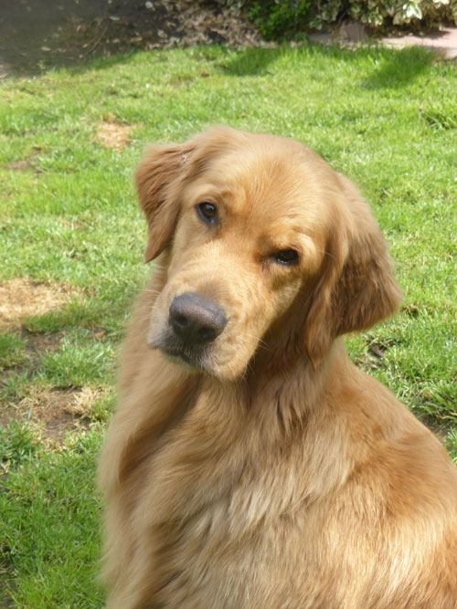 Golden-Retriever "Marten Golden Lui vom Varreler Land" aus Bremen