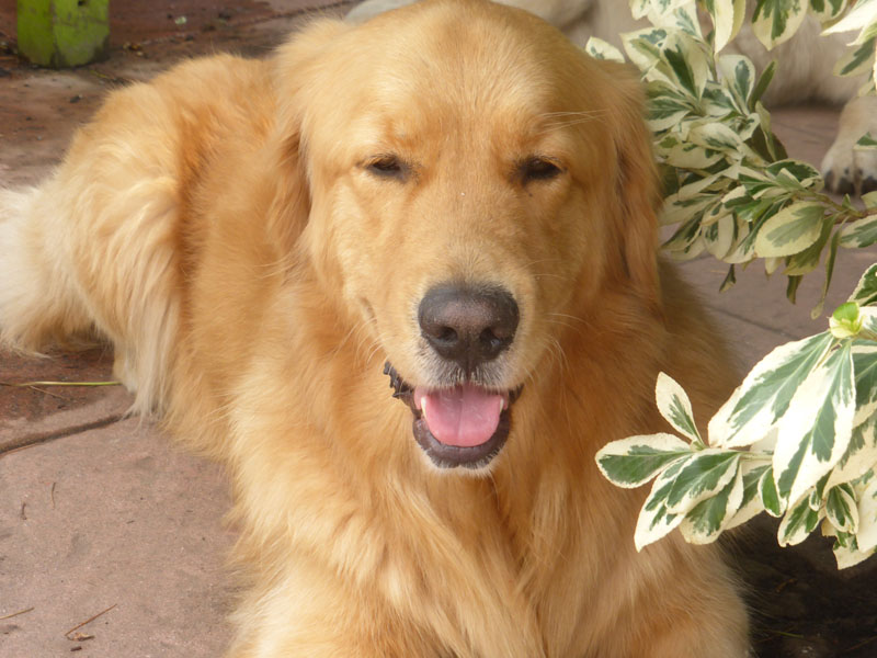 Golden-Retriever "Marten Golden Lui vom Varreler Land" aus Bremen
