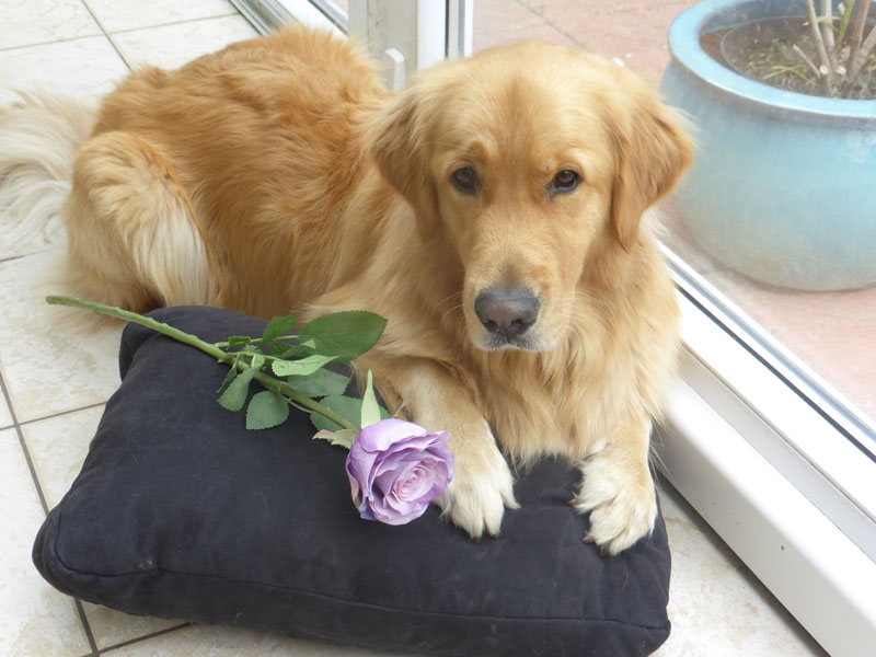 Golden-Retriever "Marten Golden Lui vom Varreler Land" aus Bremen