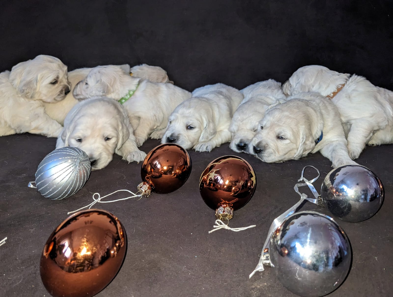 Golden-Retriever-Bremen