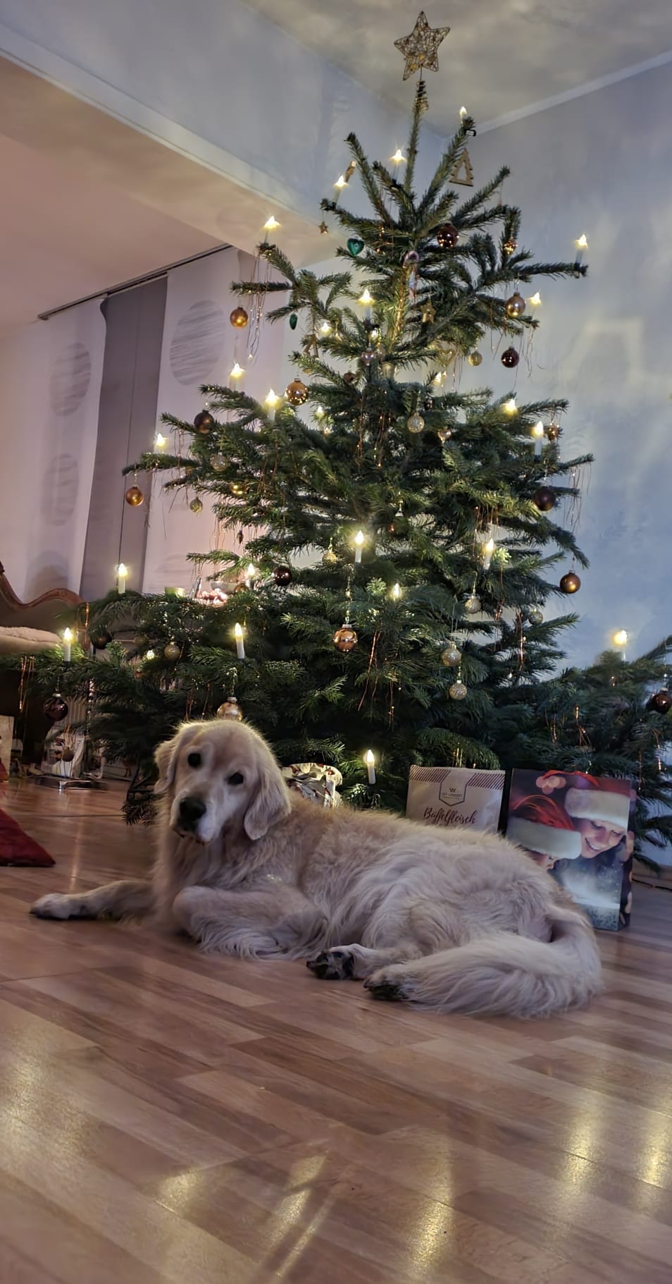 Golden-Retriever-Bremen