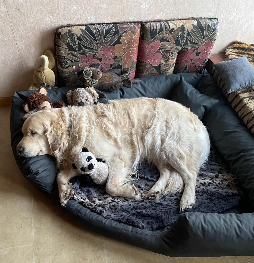Golden-Retriever-Bremen