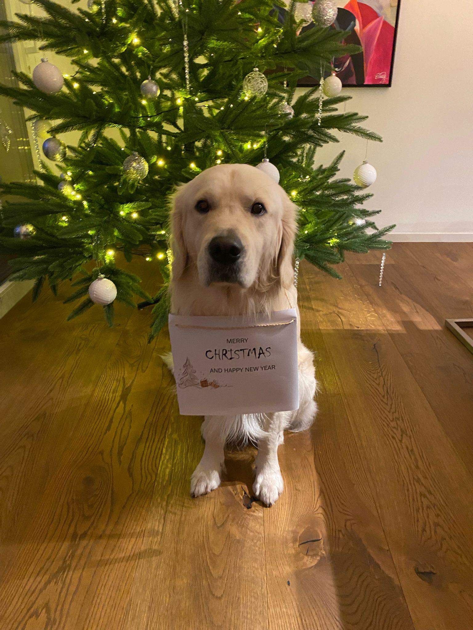 Golden-Retriever-Bremen