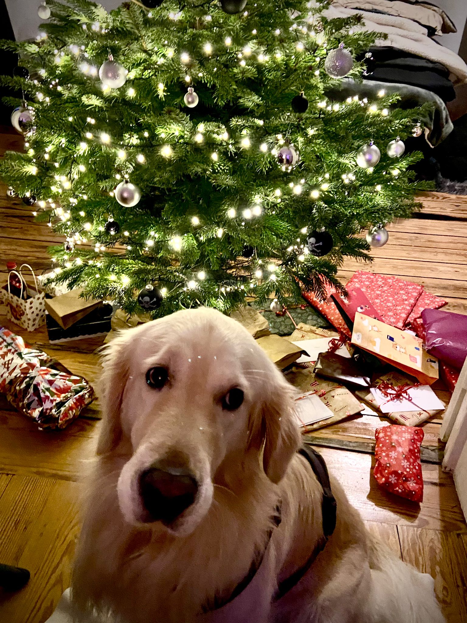 Golden-Retriever-Bremen