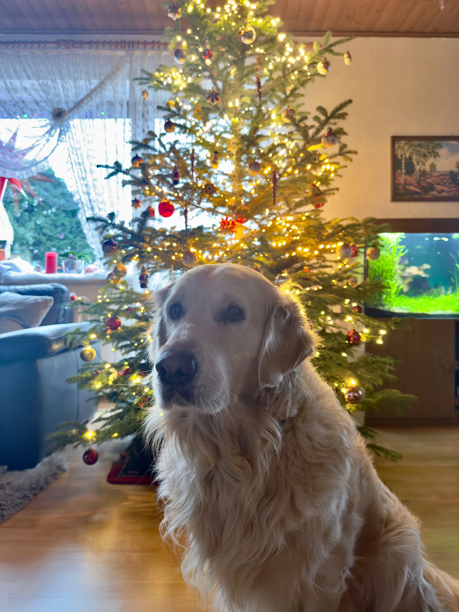 Golden-Retriever-Bremen